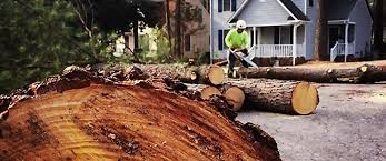Best Firewood Processing and Delivery  in San Jacinto, CA