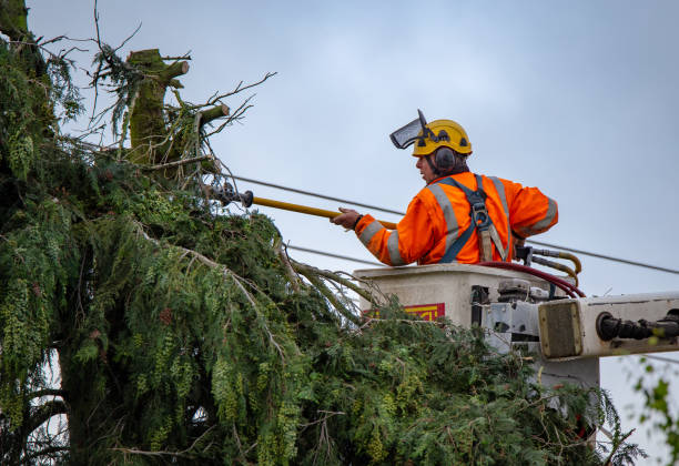 Best Leaf Removal  in San Jacinto, CA