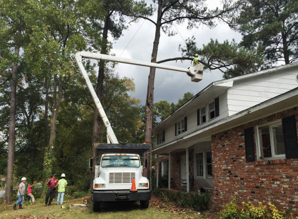 Best Tree Disease Treatment  in San Jacinto, CA