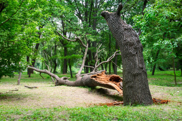 Best Arborist Consultation Services  in San Jacinto, CA