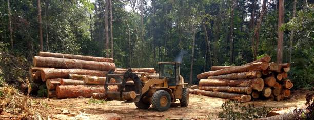 Reliable San Jacinto, CA Tree Care Solutions