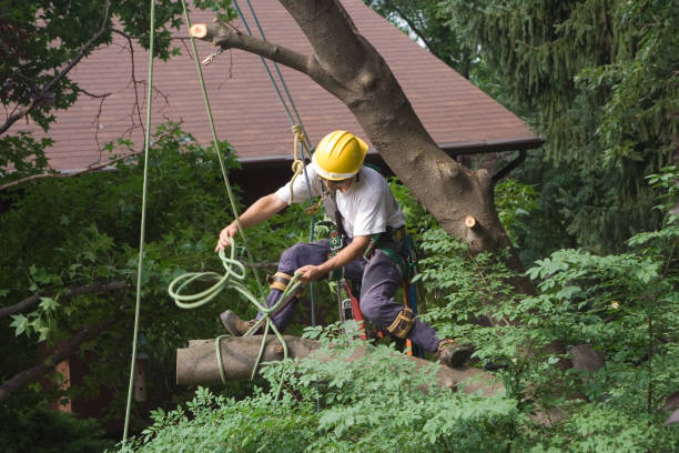 Best Pest Control for Lawns  in San Jacinto, CA