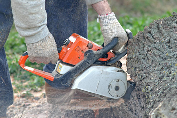 How Our Tree Care Process Works  in  San Jacinto, CA