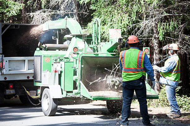 Best Tree and Shrub Care  in San Jacinto, CA