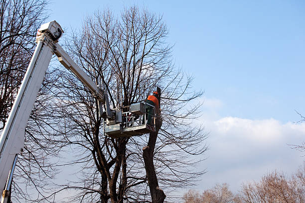 Best Root Management and Removal  in San Jacinto, CA