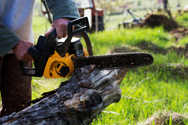 Best Tree Cabling and Bracing  in San Jacinto, CA
