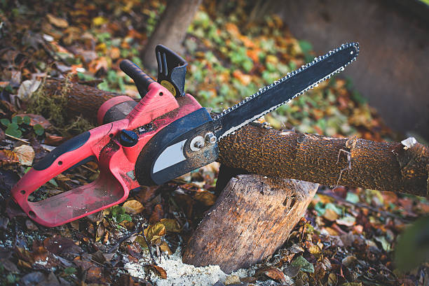 Best Lawn Renovation and Restoration  in San Jacinto, CA