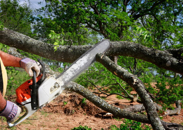 Best Emergency Tree Removal  in San Jacinto, CA